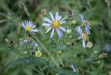 Symphyotrichum &times; versicolor