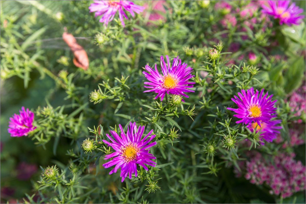 Image of Symphyotrichum novae-angliae specimen.