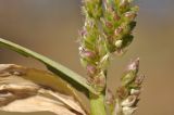 Echinochloa crus-galli. Часть соцветия. Приморский край, г. Владивосток, о. Русский, кампус ДВФУ. 19.10.2022.