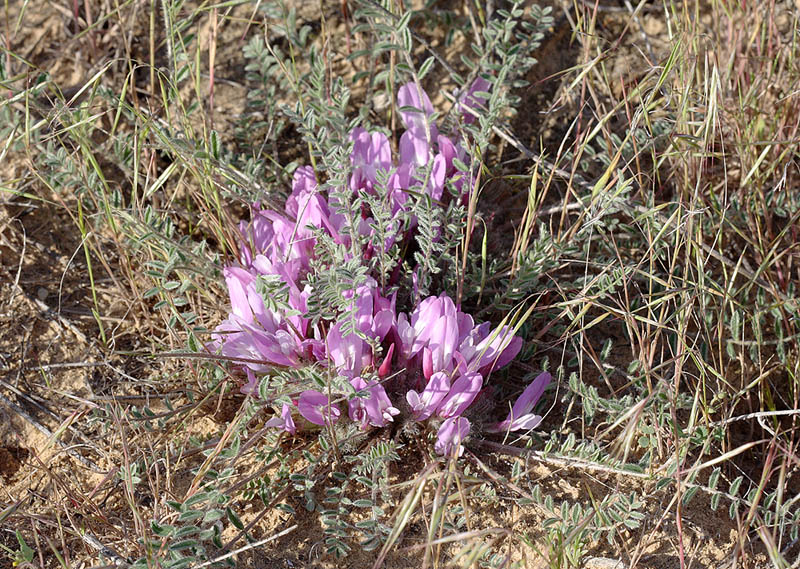 Изображение особи Astragalus dolichophyllus.
