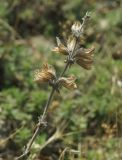 Salvia scabiosifolia