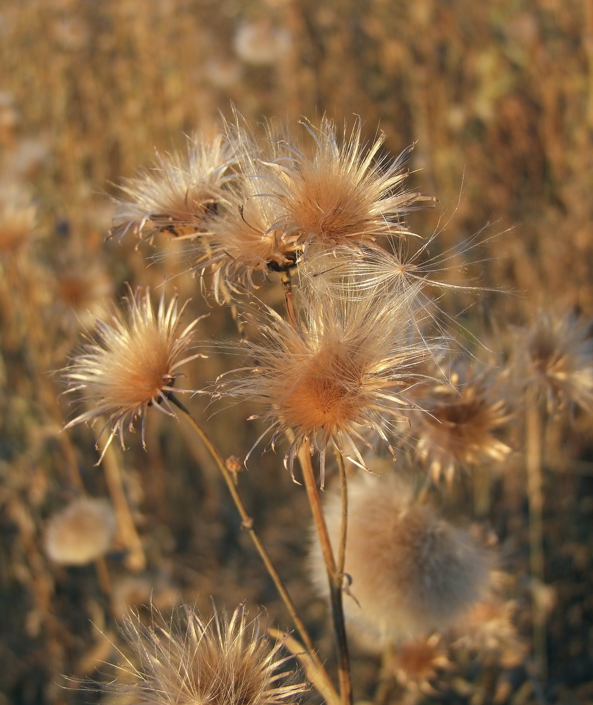 Image of Cirsium setosum specimen.