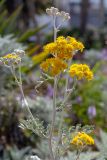 Senecio cineraria