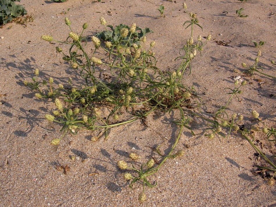 Изображение особи Plantago arenaria.