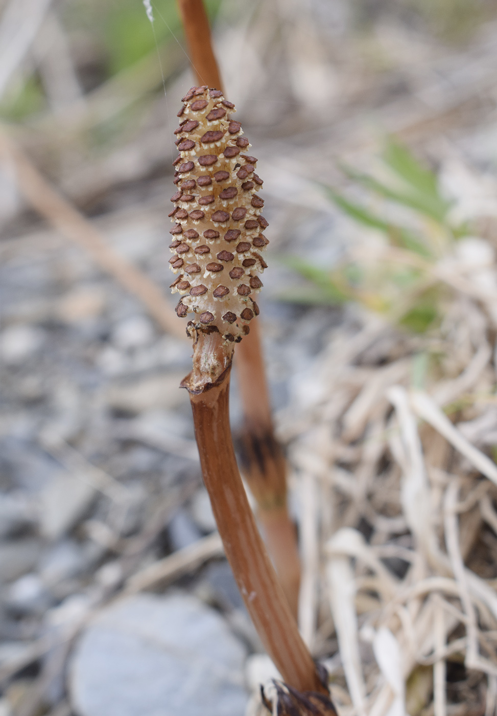 Image of Equisetum arvense specimen.