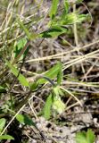 Helianthemum nummularium