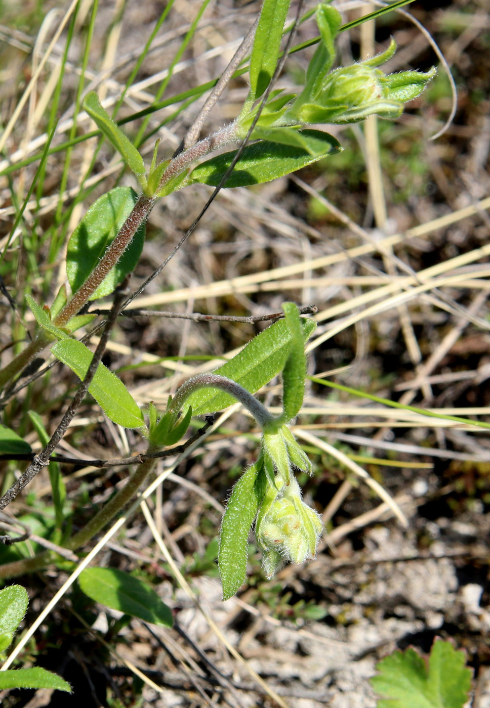Image of Helianthemum nummularium specimen.