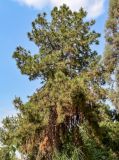 Pinus canariensis. Крона взрослого дерева. Египет, мухафаза Каир, г. Каир, в культуре. 08.05.2023.