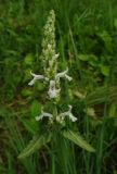 Betonica officinalis. Верхушка цветущего растения (белоцветковая форма). Московская обл., г. о. Подольск, мкр-н Климовск, склон оврага. 28.06.2023.