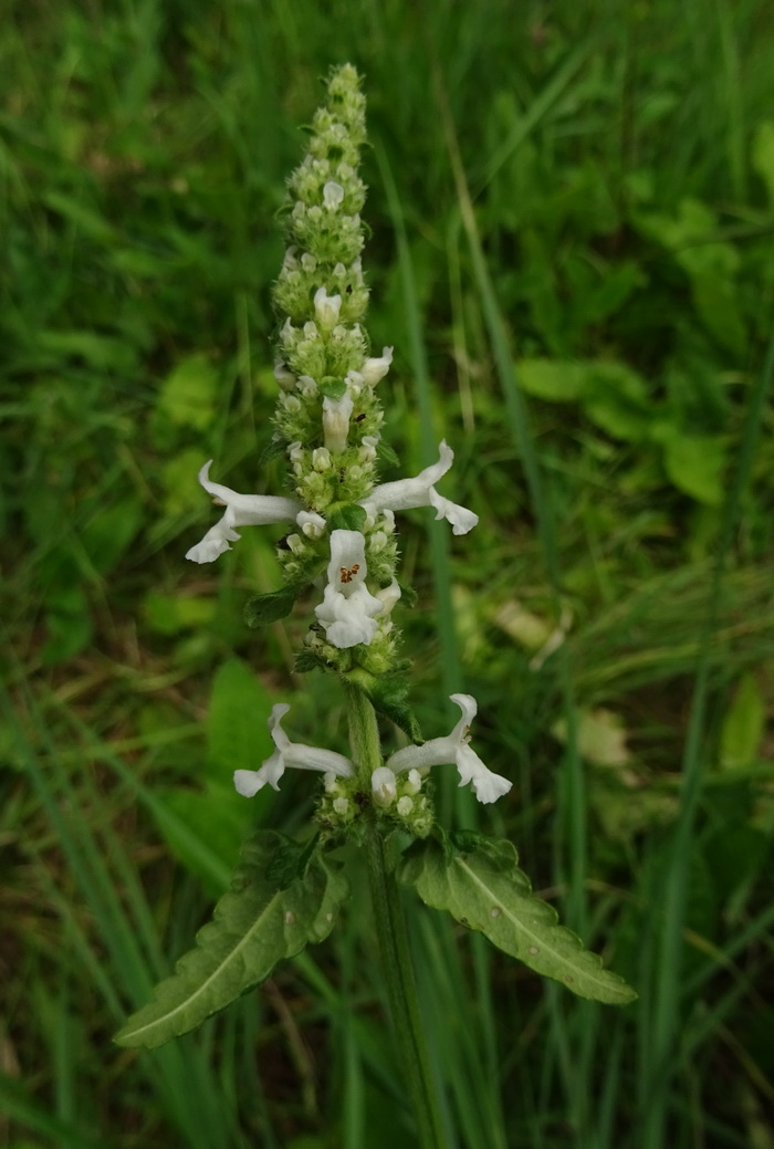 Изображение особи Betonica officinalis.