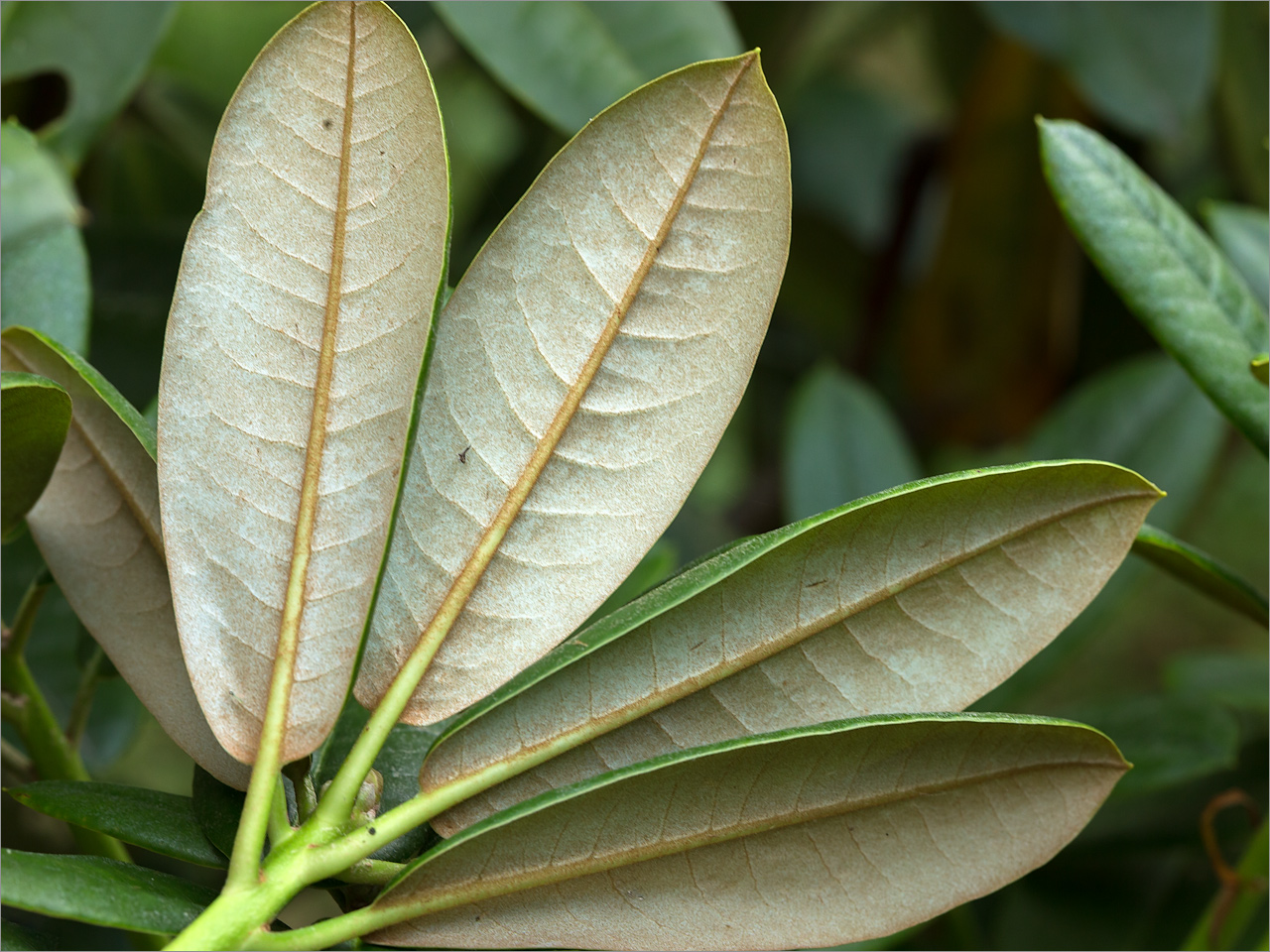 Изображение особи род Rhododendron.