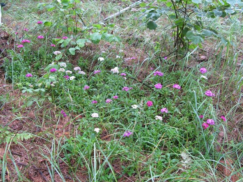 Изображение особи Dianthus barbatus.