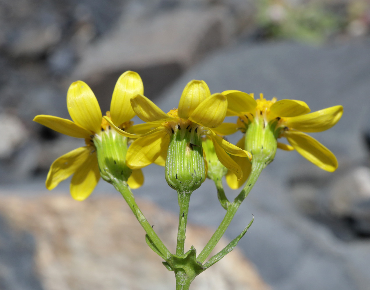 Image of Senecio sosnovskyi specimen.