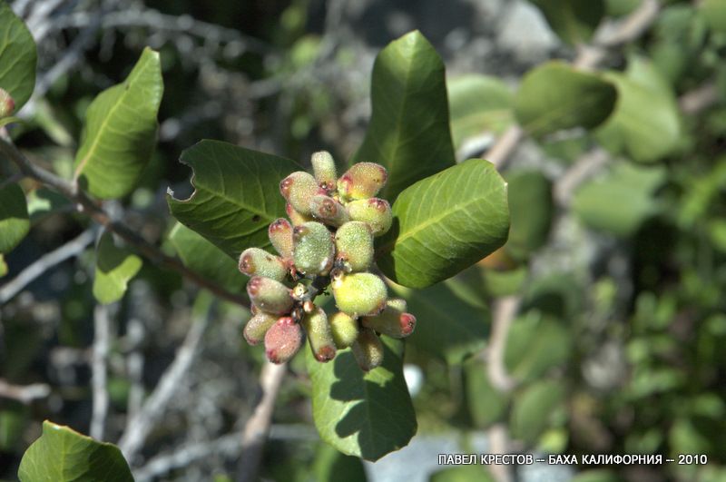 Image of Rhus integrifolia specimen.