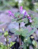 Lamium amplexicaule