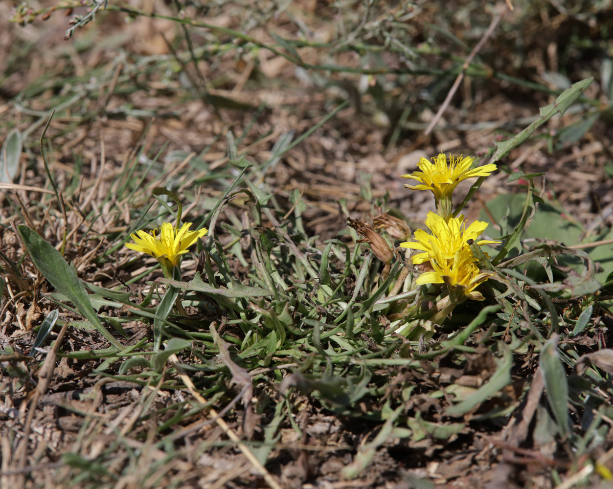 Image of Taraxacum bessarabicum specimen.