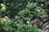 Quercus crispula. Верхушки ветвей с незрелыми плодами. Курильские о-ва, о-в Итуруп, долина р. Водопадная, лиственный лес. 17.08.2023.