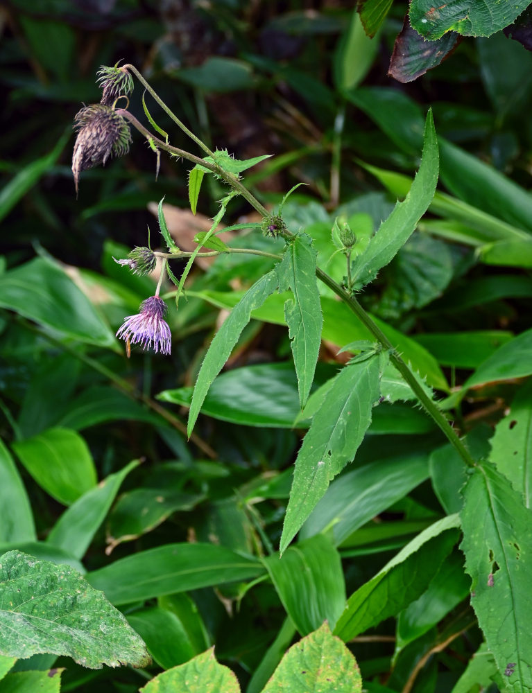 Изображение особи Cirsium weyrichii.