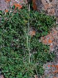 Tragopogon