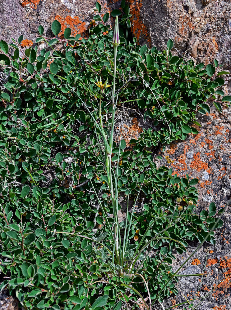 Изображение особи род Tragopogon.