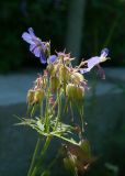 Geranium pratense подвид sergievskajae. Соцветие с цветками и незрелыми плодами. Республика Саха (Якутия), Хангаласский улус, правый берег р. Лена, лужайка возле входа в национальный парк \"Ленские столбы\". 29.07.2023.