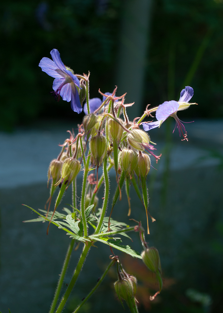 Изображение особи Geranium pratense ssp. sergievskajae.