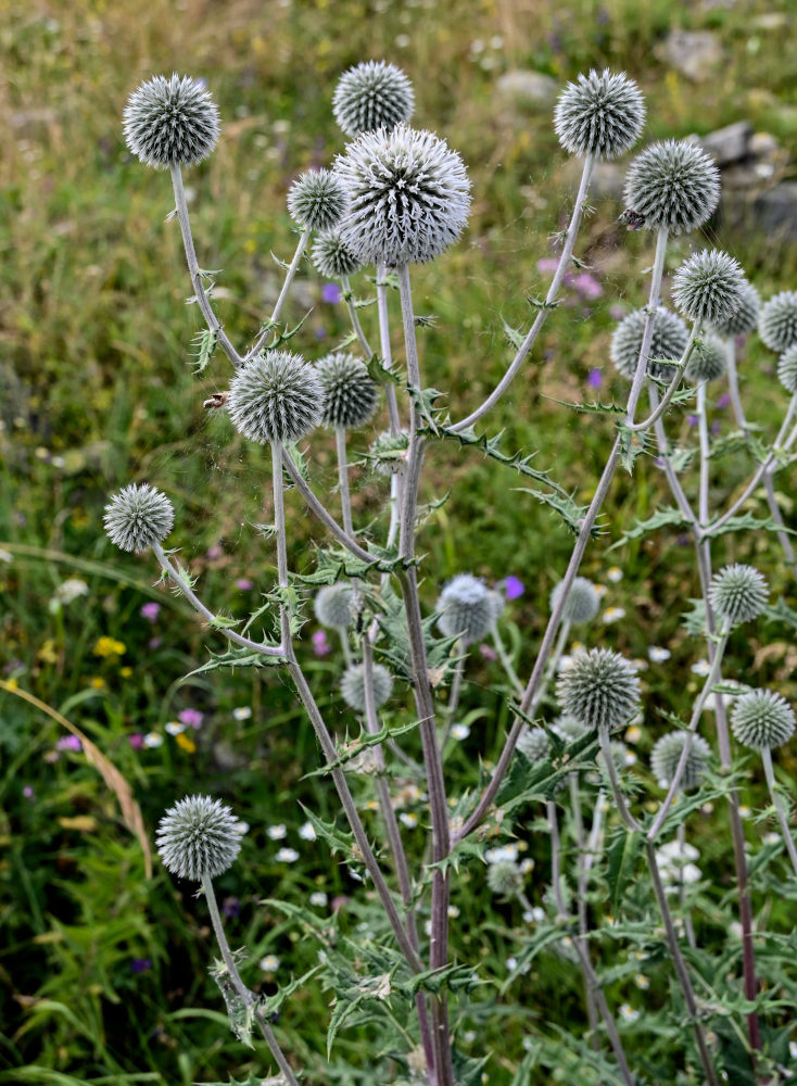 Изображение особи Echinops sphaerocephalus.