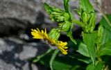 Arnica sachalinensis. Верхушка побега с соцветием. Сахалин, Макаровский гор. округ, окр. Клоковского водопада, каменистый берег ручья. 12.08.2023.