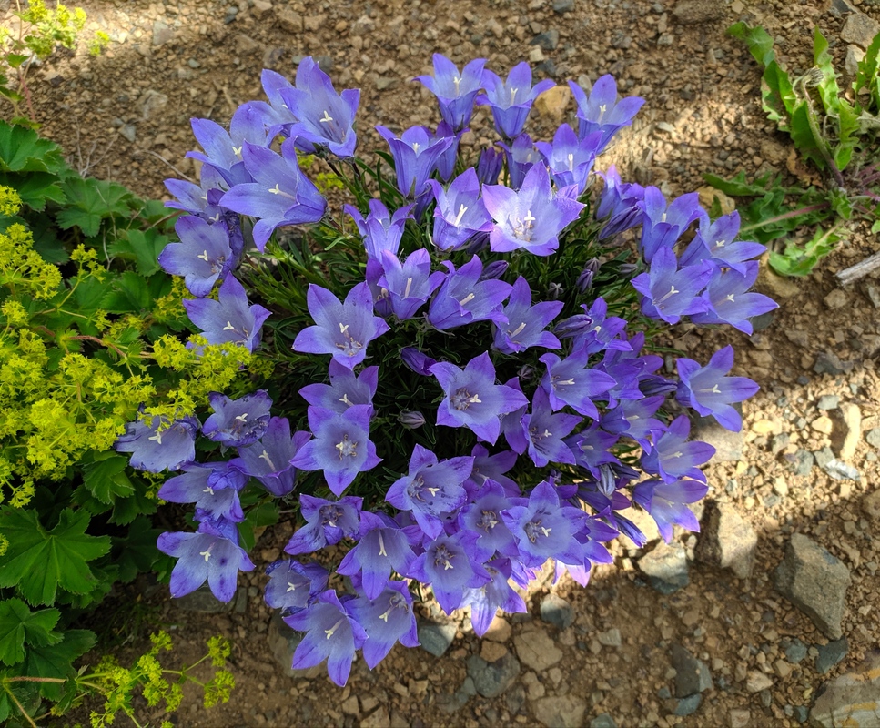 Image of Campanula tridentata specimen.