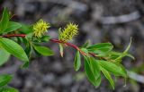 род Salix. Верхушка ветви с соплодиями. Красноярский край, Таймырский Долгано-Ненецкий р-н, плато Путорана, устье р. Кутарамакан, каменистый пляж. 23.07.2023.