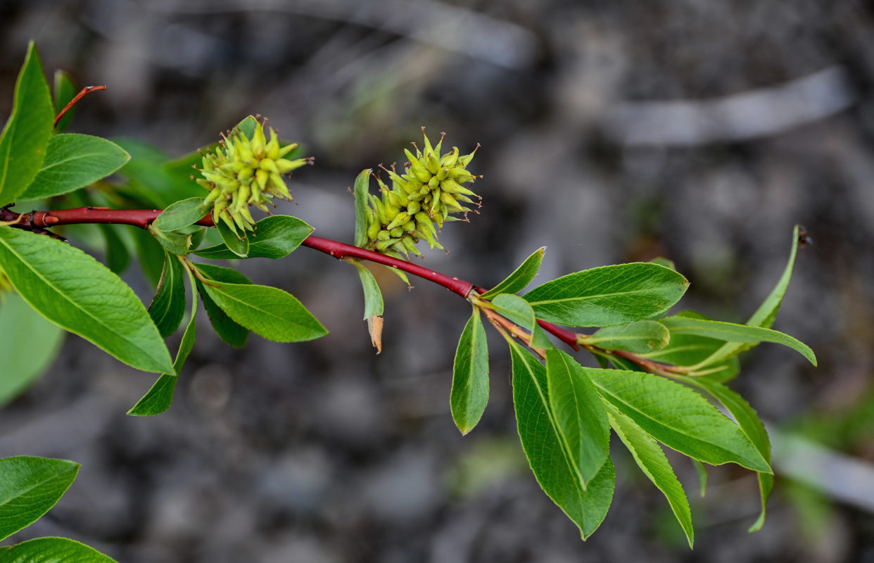 Image of genus Salix specimen.