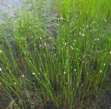 Eleocharis palustris