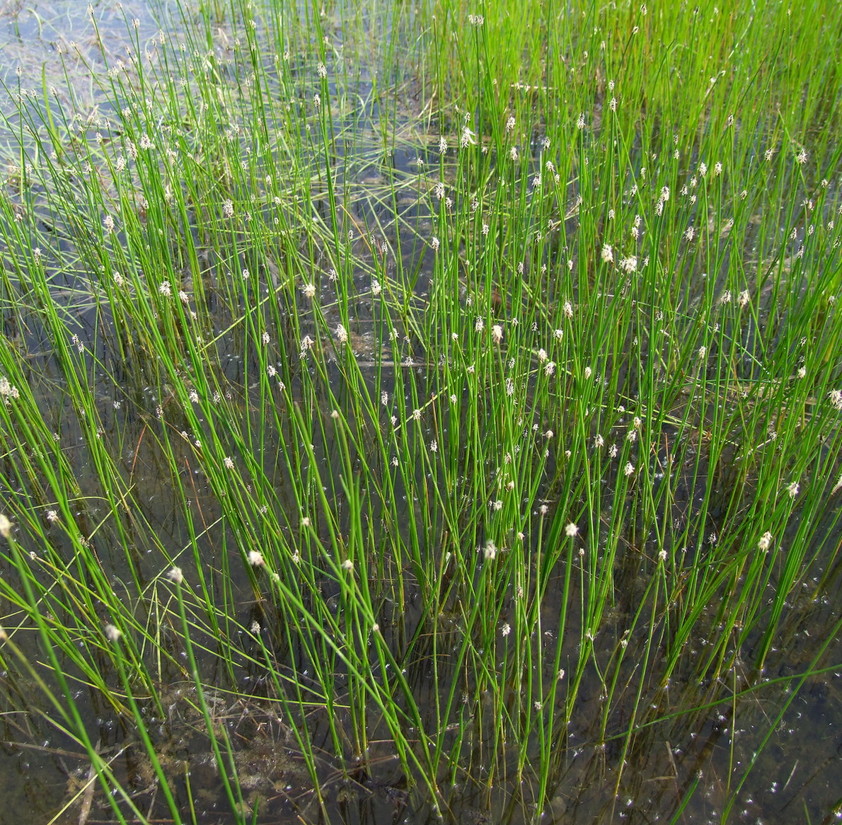 Изображение особи Eleocharis palustris.