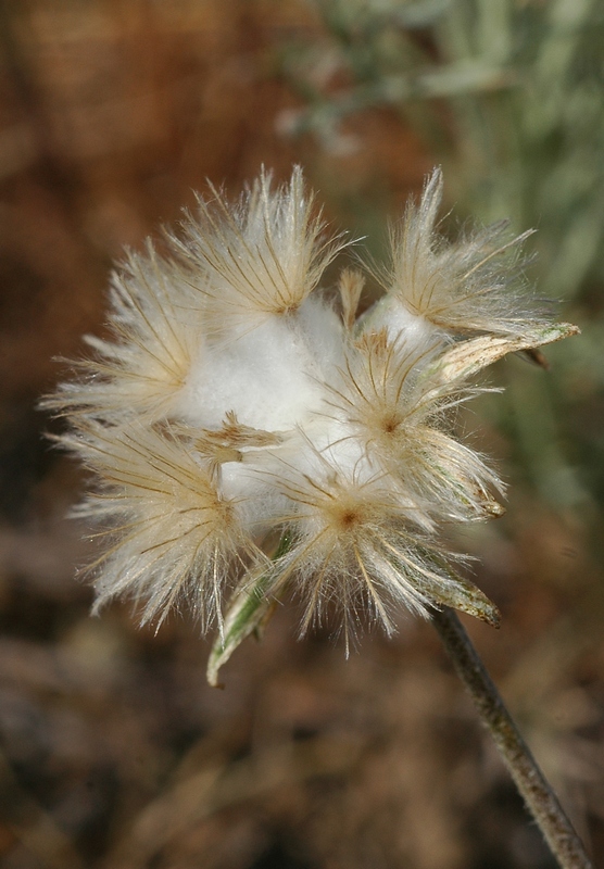 Изображение особи Scorzonera circumflexa.