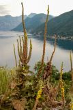 Verbascum densiflorum