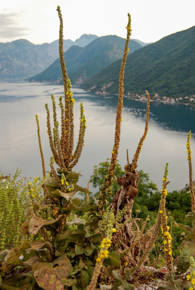 Изображение особи Verbascum densiflorum.