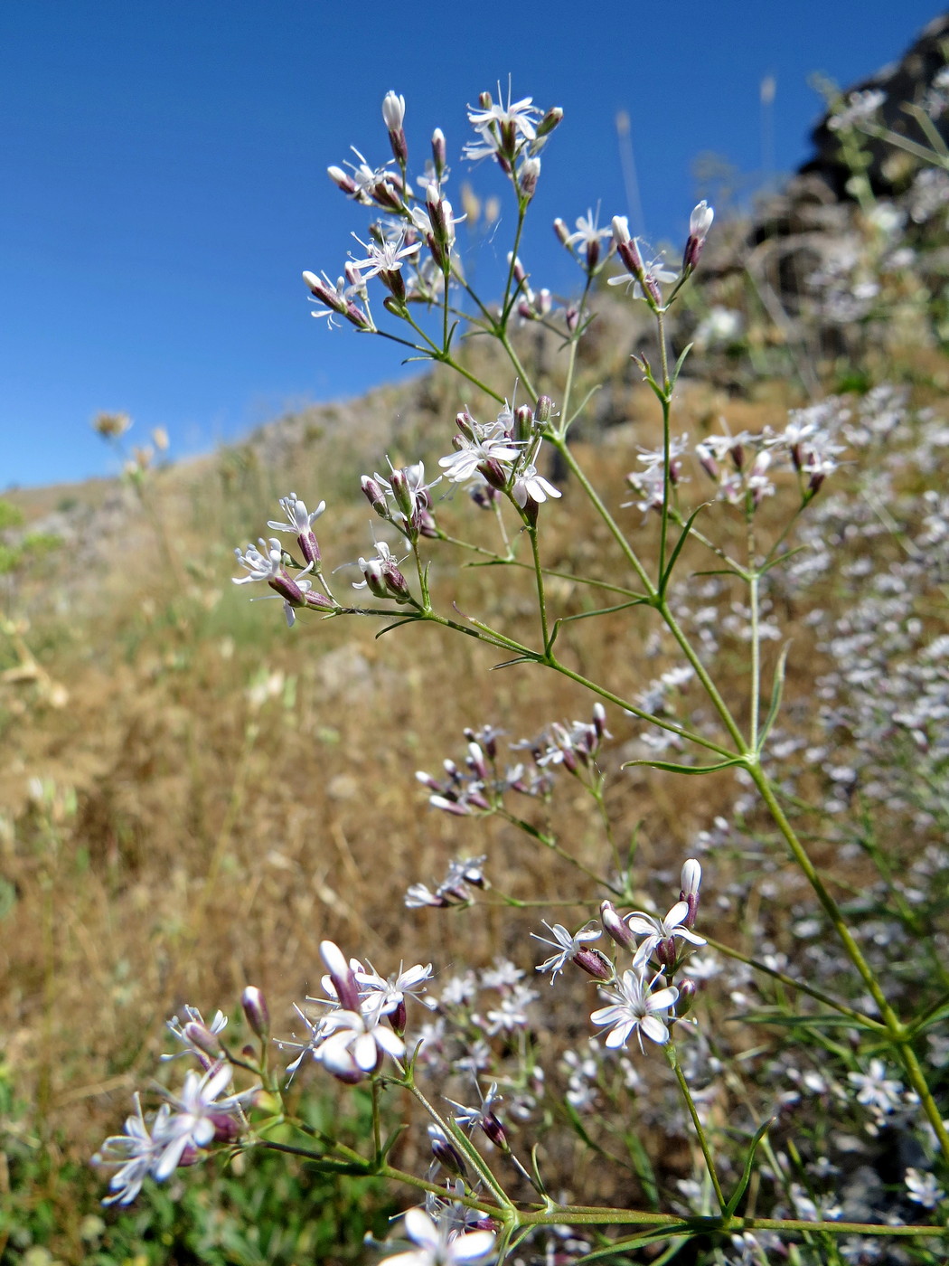 Image of Acanthophyllum gypsophiloides specimen.