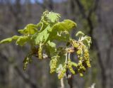 Quercus pubescens. Верхушка побега с соцветиями. Испания, автономное сообщество Каталония, провинция Жирона, комарка Ла-Гарроча, муниципалитет Ла-Валь-де-Бианья, подр-н (субкомарка) Л’Альта-Гарроча, 870 м н.у.м., перевал Capsacosta, смешанный лес. 12.04.2024.