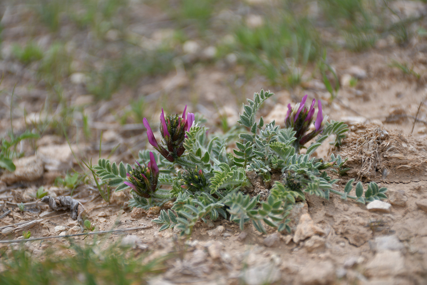 Image of Astragalus kelleri specimen.