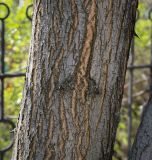 genus Robinia