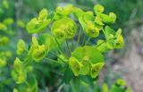 Euphorbia iberica