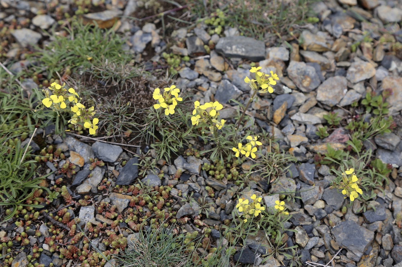 Image of Erysimum ibericum specimen.