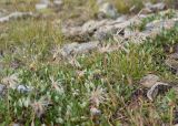 Dryas caucasica