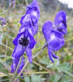 Aconitum delphiniifolium. Соцветие. Магаданская обл., р. Окса. 25.07.2008.