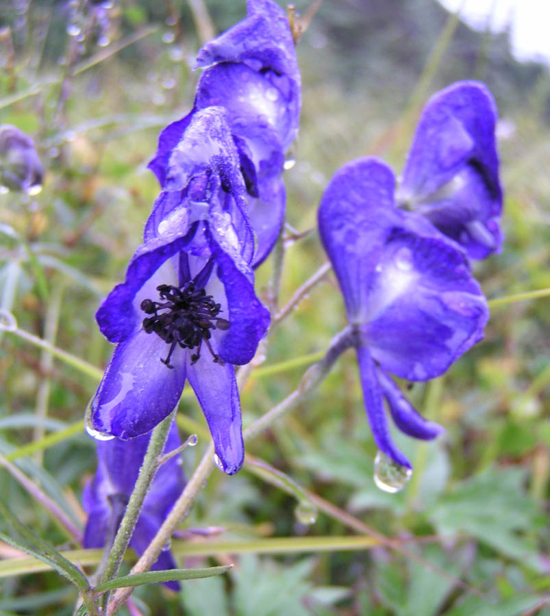 Image of Aconitum delphiniifolium specimen.