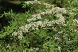 Spiraea grefsheimii