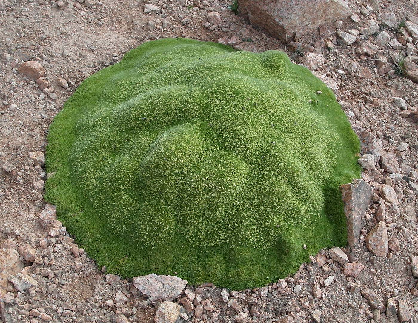 Image of Thylacospermum caespitosum specimen.