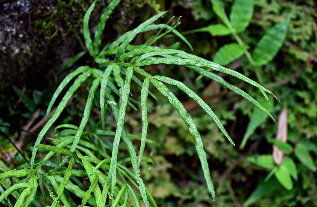Image of Pteris multifida specimen.
