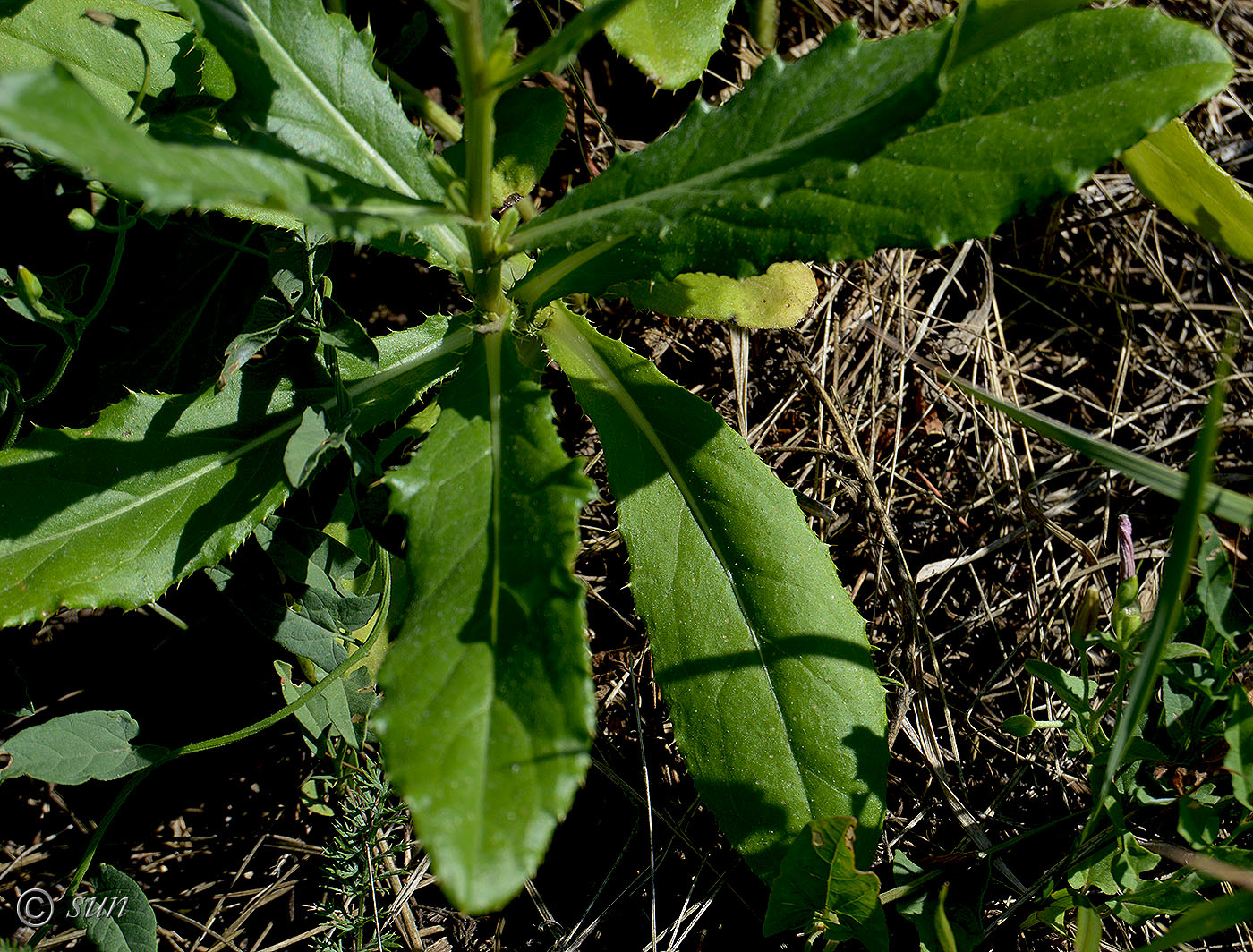 Изображение особи Cirsium arvense.