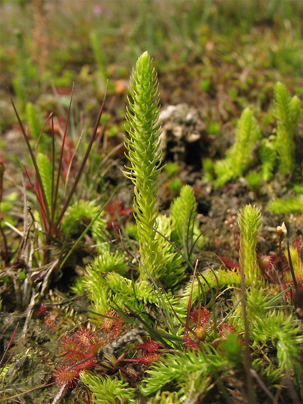 Image of Lycopodiella inundata specimen.